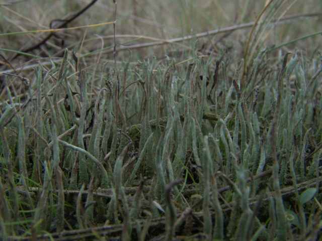 Cladonia glauca met bepoederde staafjes (podetiën) en blaadjes onderaan de staaf.